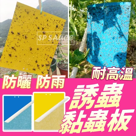 入手黏蟲板，無農藥最安心