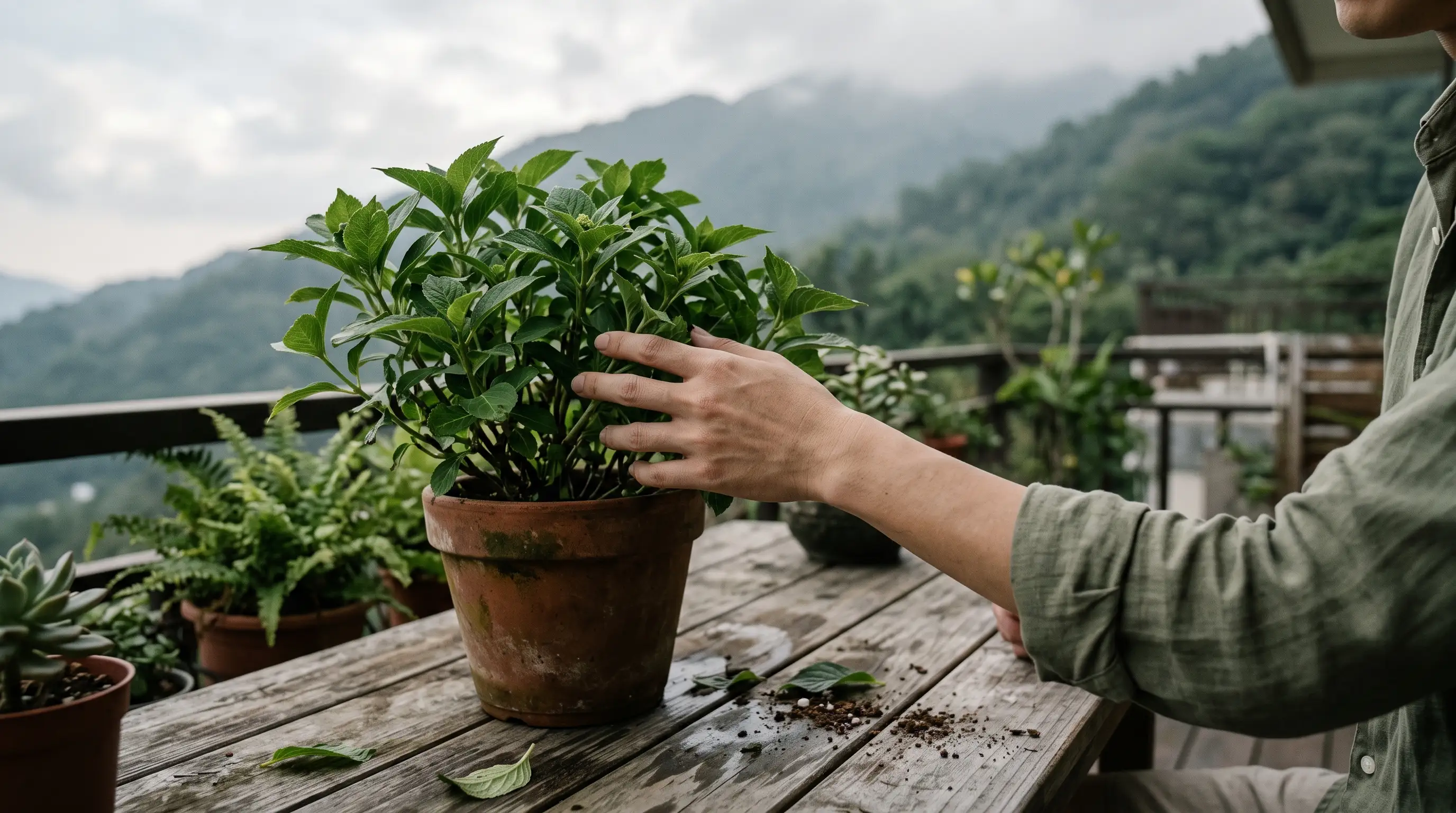 居家盆栽花卉不開花?5 個常見原因與催花技巧完整解析