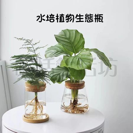 水耕玻璃花瓶