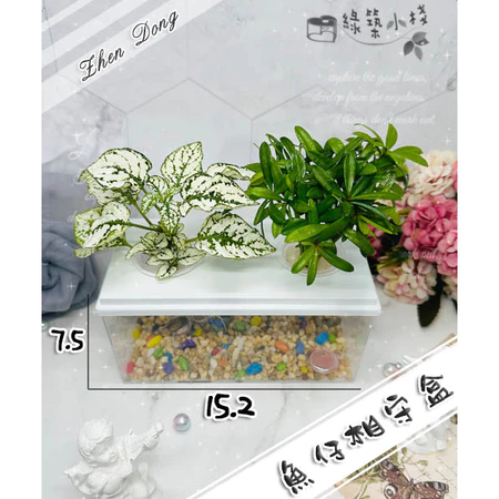 觀根水耕盒